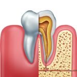 tooth anatomy, enamel, dentin, pulp, periodontal ligament, dental care, Indian Trail NC, Pleasant Plains Dental, Dr. Henry Ernst, gum health