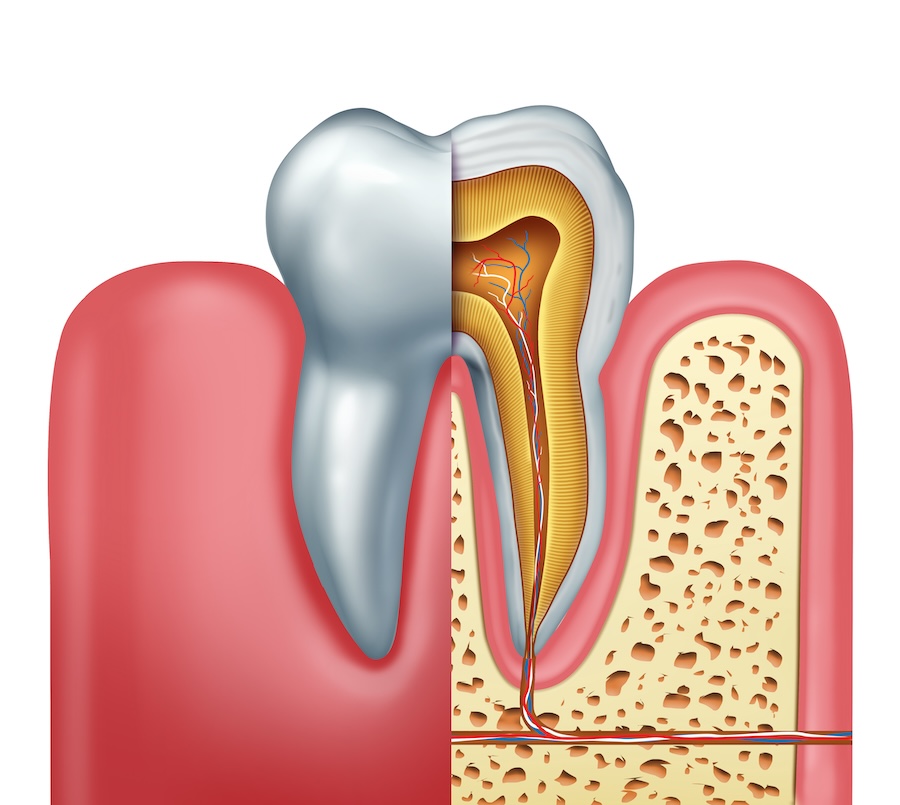 tooth anatomy, enamel, dentin, pulp, periodontal ligament, dental care, Indian Trail NC, Pleasant Plains Dental, Dr. Henry Ernst, gum health